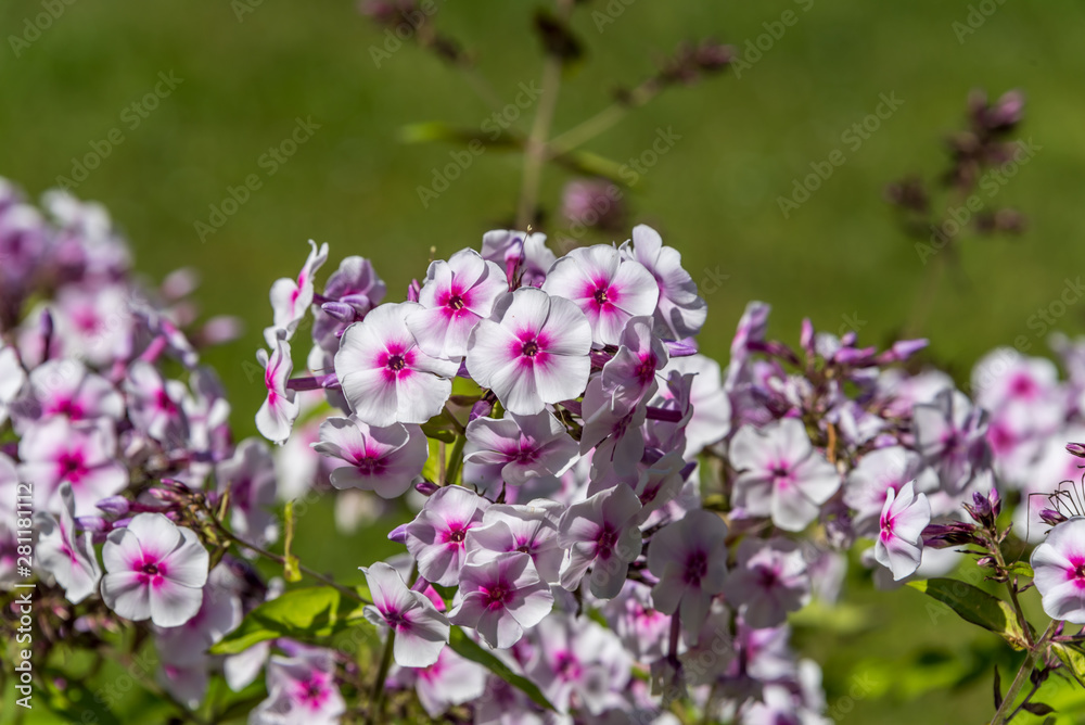 Pink and White Flowers in a Garden on a Sunny Summer Day