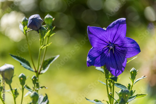 Purple Flowers in a Garden on a Sunny Summer Day