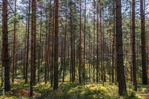 Fototapeta Naklejka Na Ścianę i Meble -  Beautiful Pine Forest on a Sunny Day in Summer