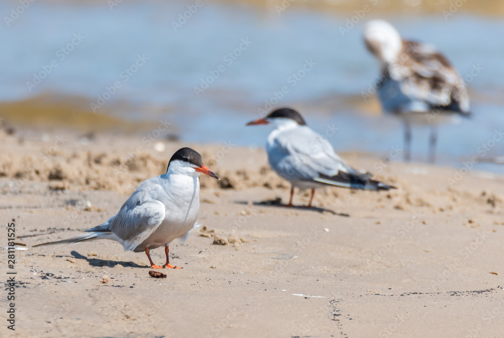 Terns and Seagulls resting on a Baltic Sea Beach Terns and Seagulls resting on a Baltic Sea Beach