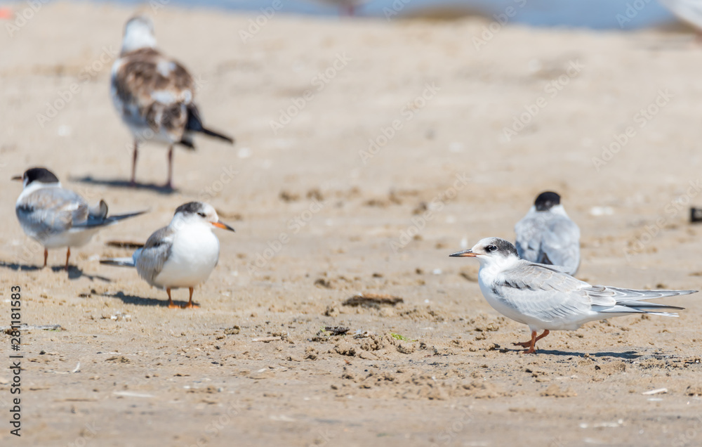 Terns and Seagulls resting on a Baltic Sea Beach Terns and Seagulls resting on a Baltic Sea Beach