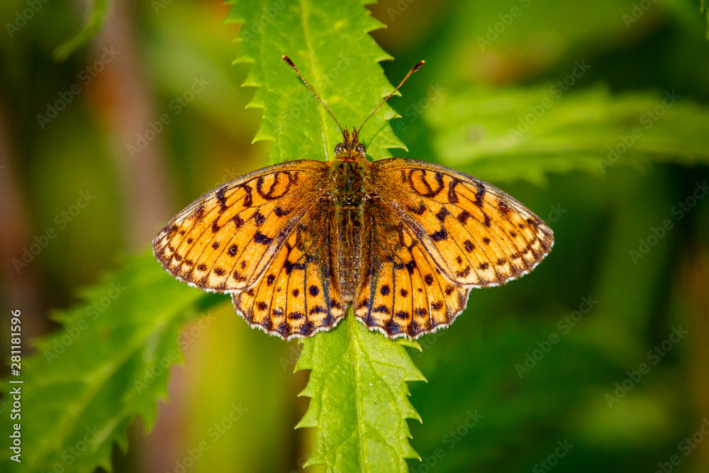 Obraz premium butterfly on flower