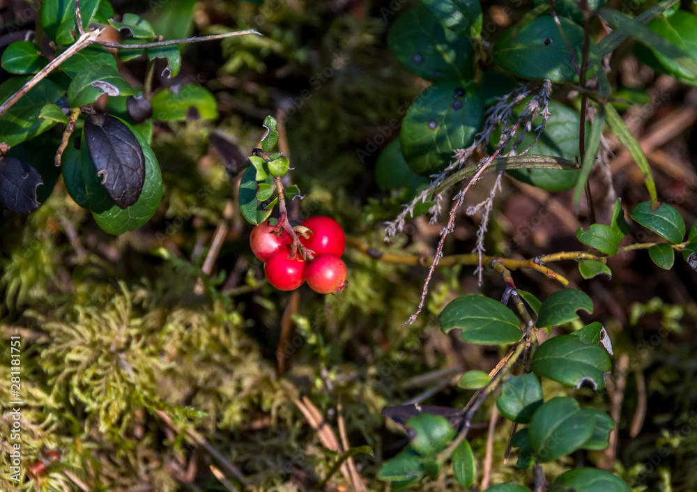 Lingonberries Growing in a Forest in Latvia Lingonberries Growing in a Forest in Latvia