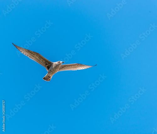 Young Seagull Flying in a Clear Blue Sky