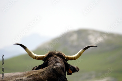 Cantabrian Cow, seen from behind photo