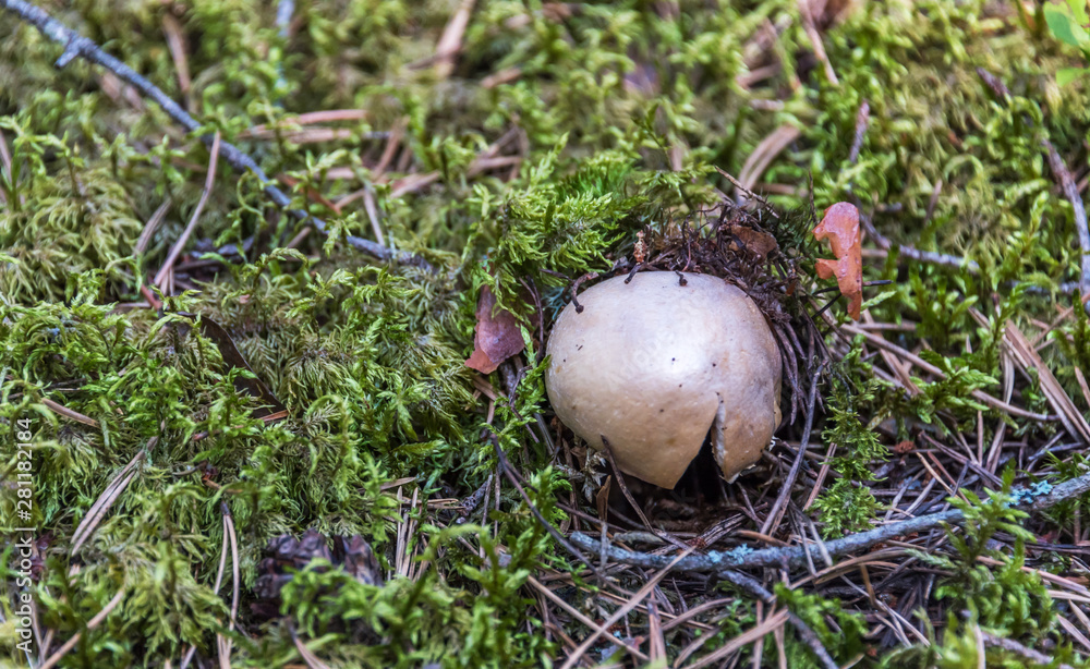 Closeup of a Mushroom on a Forest Floor in the Summer in Latvia Closeup of a Mushroom on a Forest Floor in the Summer in Latvia