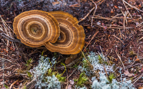 Closeup of a Mushroom on a Forest Floor in the Summer in Latvia