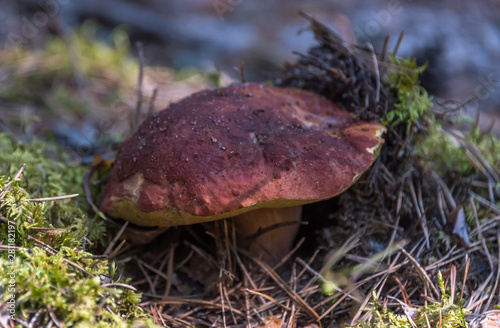 Closeup of an Edible Mushroom on a Forest Floor in the Summer in Latvia