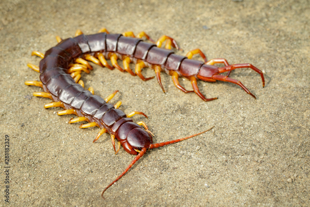 Image of centipedes or chilopoda on the ground. Animal. poisonous animals. Image of centipedes or chilopoda on the ground. Animal. poisonous animals.