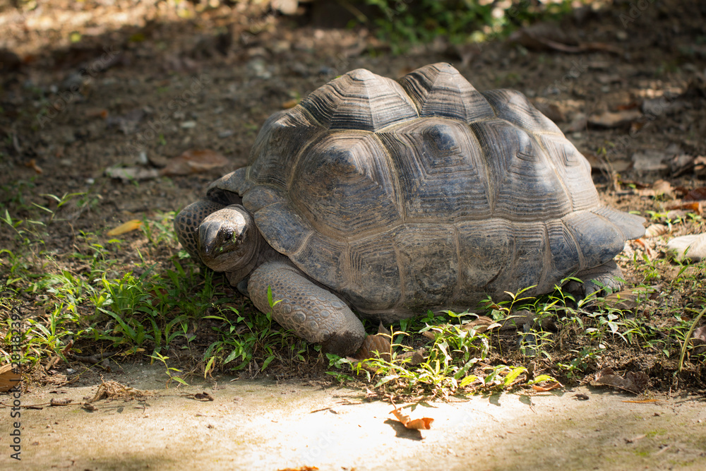 Image of a turtle(Geochelone sulcata) on the ground. Wild Animals. Image of a turtle(Geochelone sulcata) on the ground. Wild Animals.