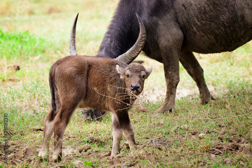 Image of buffalo mother and little buffalo on the natural background. Wildlife Animals.
