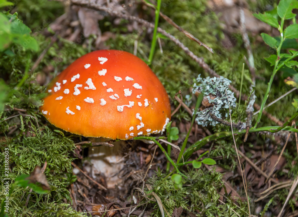 Toadstool Mushroom Growing on a Forest Floor Toadstool Mushroom Growing on a Forest Floor