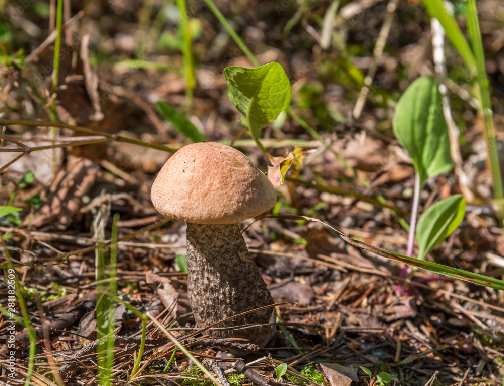 Closeup of a Mushroom on a Forest Floor in the Summer in Latvia Closeup of a Mushroom on a Forest Floor in the Summer in Latvia