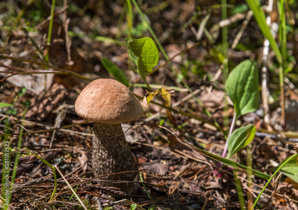 Closeup of a Mushroom on a Forest Floor in the Summer in Latvia Closeup of a Mushroom on a Forest Floor in the Summer in Latvia