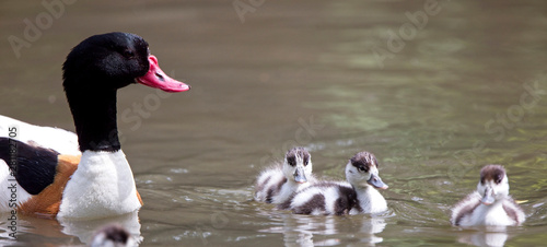 Common Shelduck (Tadorna tadorna), female with ducklings, WWT Slimbridge, Gloucestershire, England, UK. photo