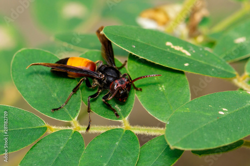 Image of Lesser Banded Hornet(Vespa affinis) on the green leaf. Insect. Animal. photo