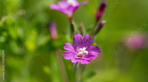 Closeup of a Purple Pink Wildflower on a Sunny Summer Day
