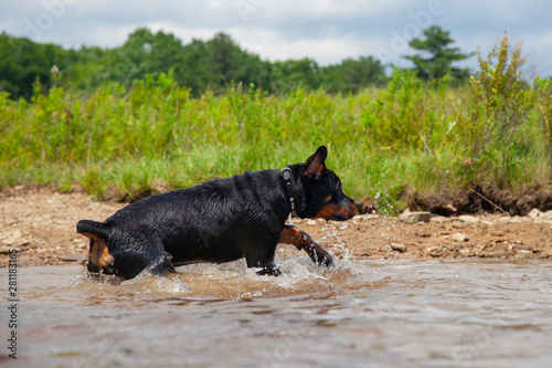 Rottweiler Puppy Running Through Water 