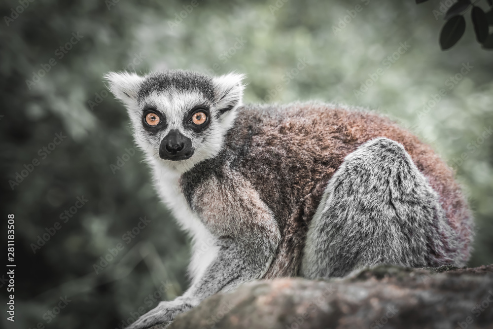 Obraz premium Ring tailed lemur (lemur catta) in the garden