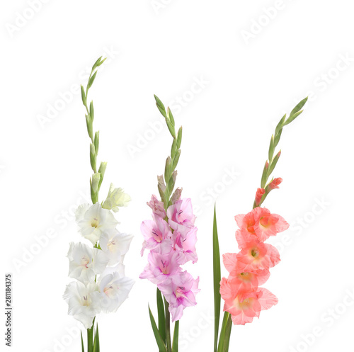 Beautiful color gladiolus flowers on white background