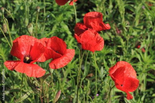 Blooming red poppies on the field
