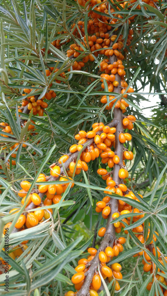 Ripe buckthorn berries on a branch Ripe buckthorn berries on a branch