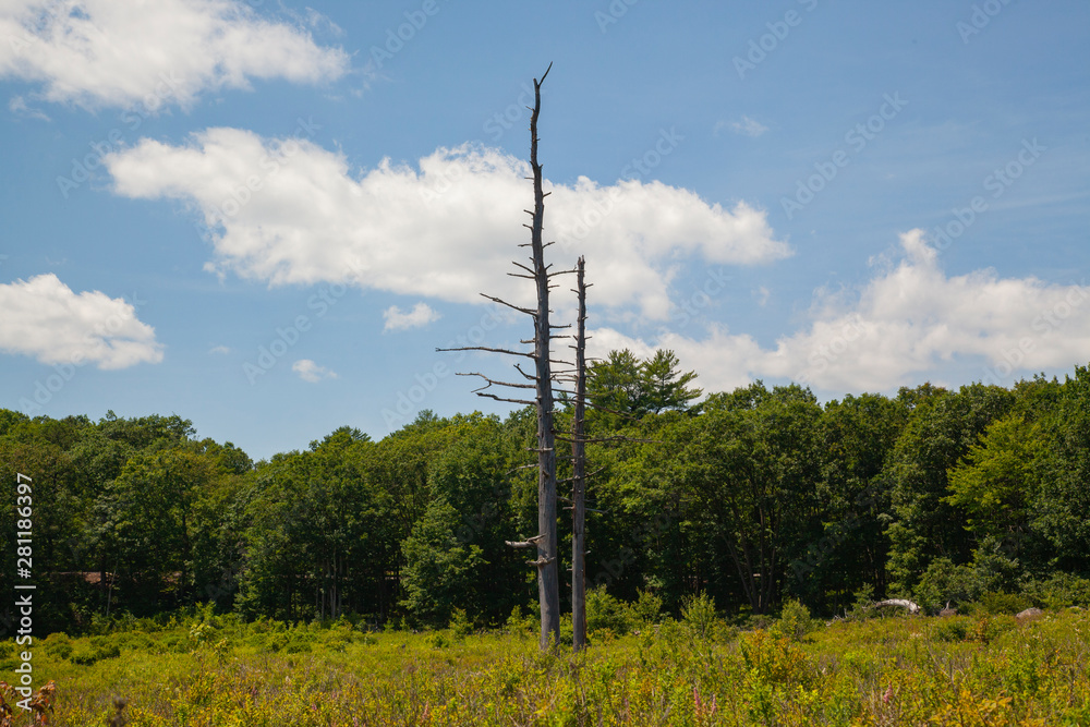 Obraz premium Giant Hemlock Trees Standing After Death