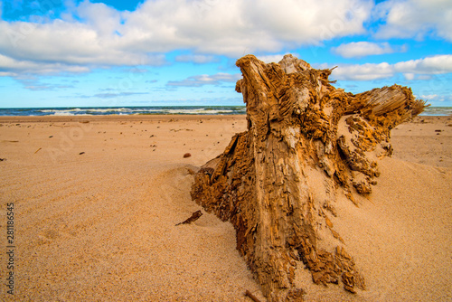 Fototapeta Naklejka Na Ścianę i Meble -  Driftwood at a beach of the Baltic Sea