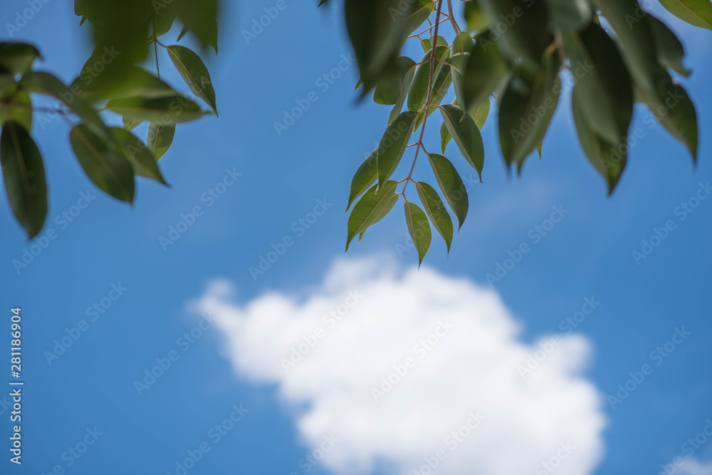 Fresh and green leaves with blue clouds sky, Natural backgrounds.