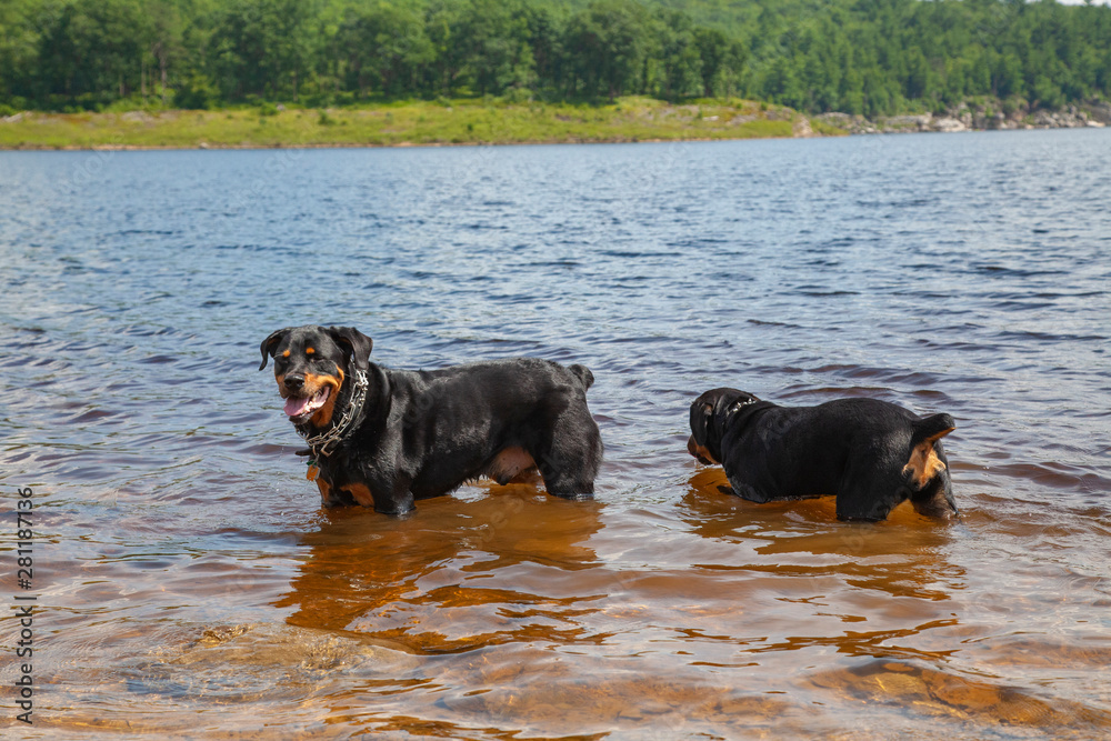 Brother And Sister Rottweilers Cooling Off And Playing In Lake Brother And Sister Rottweilers Cooling Off And Playing In Lake