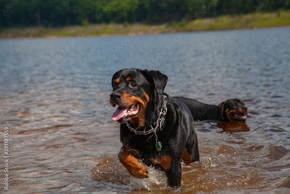 Rottweiler Action Photo, Trudging Through Water