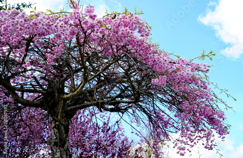 Beautiful cherry blossoms  Vancouver  BC  Canada