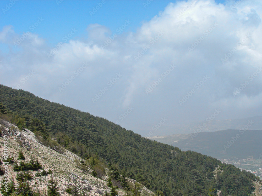 This is a capture of a Cedar forest located in Lebanon, this picture was taken during spring 2009 and you can see the old aged green tree in the reserve