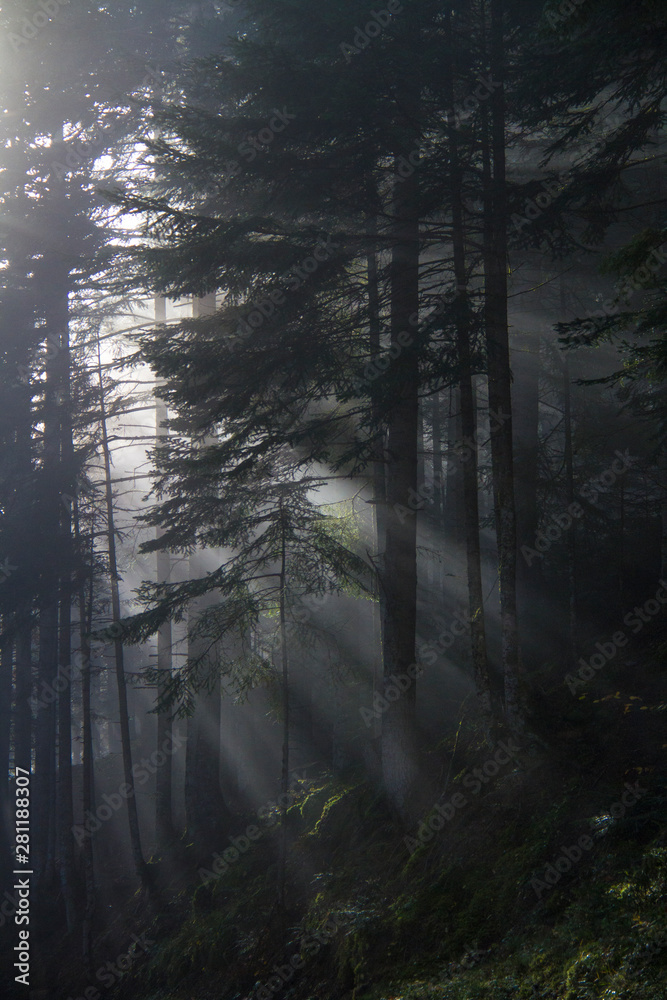 Naklejka premium Mystical old forest with great atmosphere.