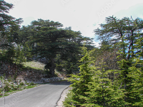 This is a capture of a Cedar forest located in Lebanon, this picture was taken during spring 2009 and you can see the old aged green tree in the reserve