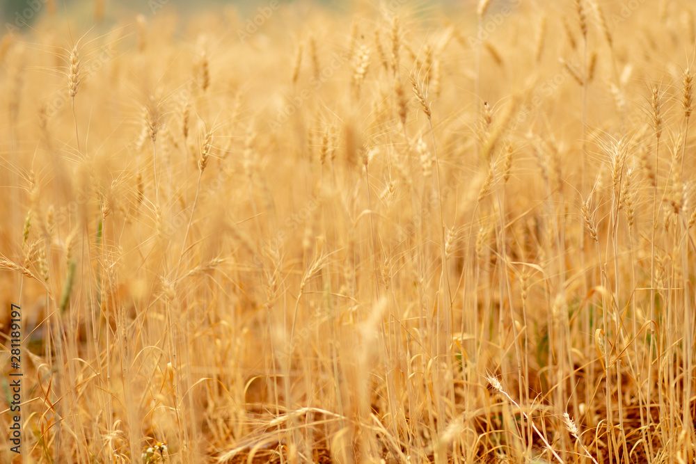 Fototapeta premium Wheat crop field. Ears of golden wheat close up. Ripening ears of wheat field background. Rich harvest Concept.