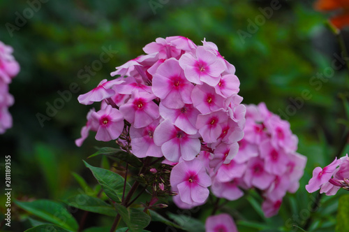 Pink and purple Phlox in the garden