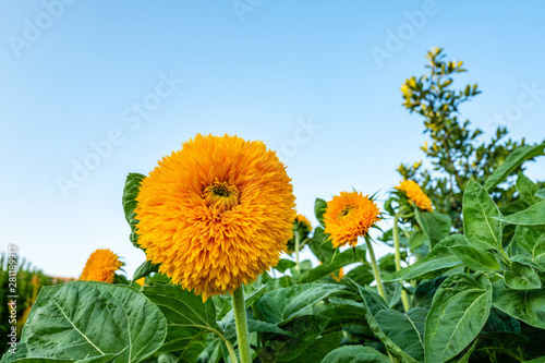 gef  llte sonnenblumen in italien