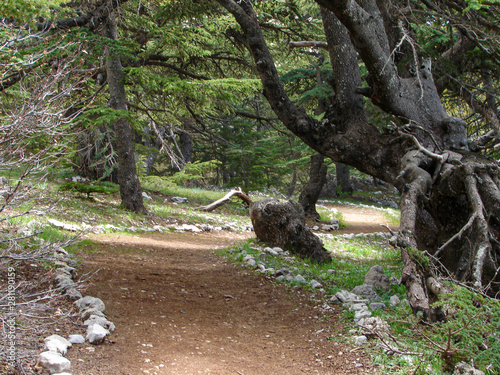 This is a capture of a Cedar forest located in Lebanon, this picture was taken during spring 2009 and you can see the old aged green tree in the reserve