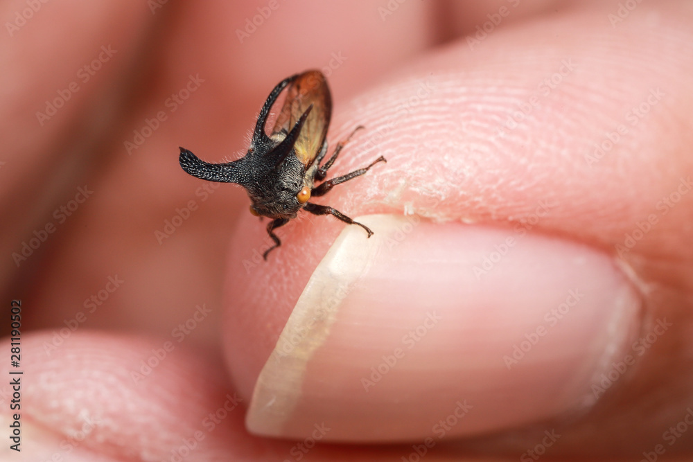 macro image of plant louse on human finger with yellow and green background in nature macro image of plant louse on human finger with yellow and green background in nature