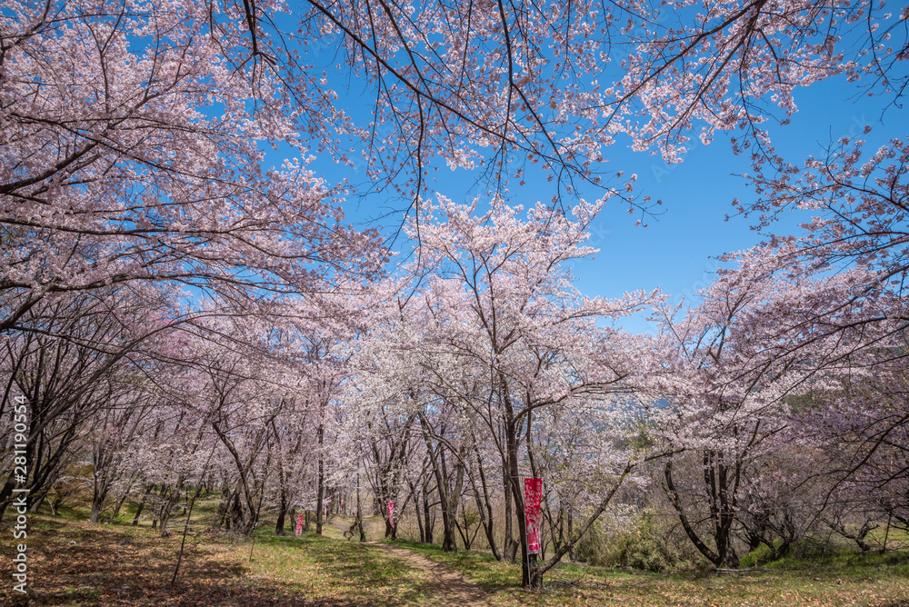 Beautiful of cherry blossoms in full bloom at Kobo mountain ( public park ) in Matsumoto Beautiful of cherry blossoms in full bloom at Kobo mountain ( public park ) in Matsumoto