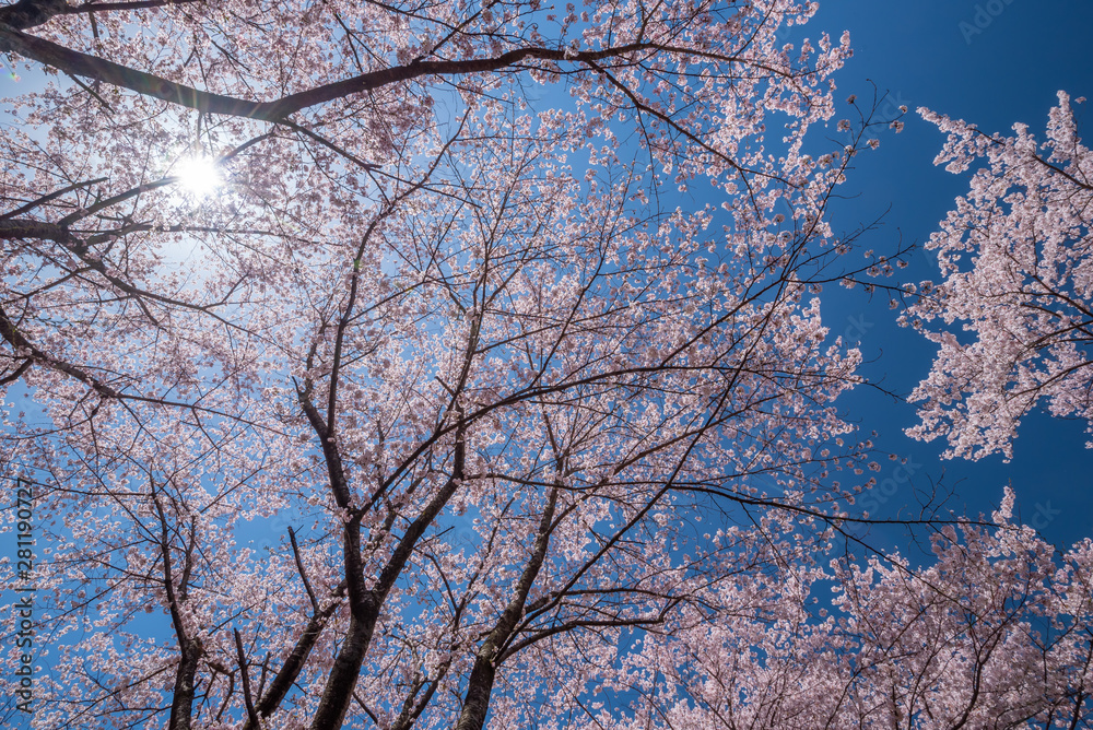 Beautiful of cherry blossoms in full bloom at Kobo mountain ( public park ) in Matsumoto Beautiful of cherry blossoms in full bloom at Kobo mountain ( public park ) in Matsumoto