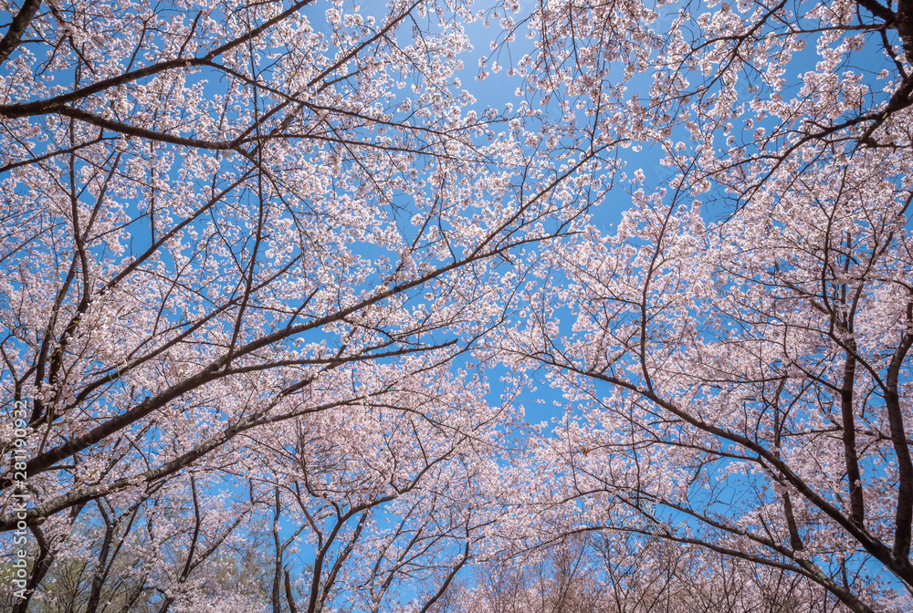 Beautiful of cherry blossoms in full bloom at Kobo mountain ( public park ) in Matsumoto Beautiful of cherry blossoms in full bloom at Kobo mountain ( public park ) in Matsumoto