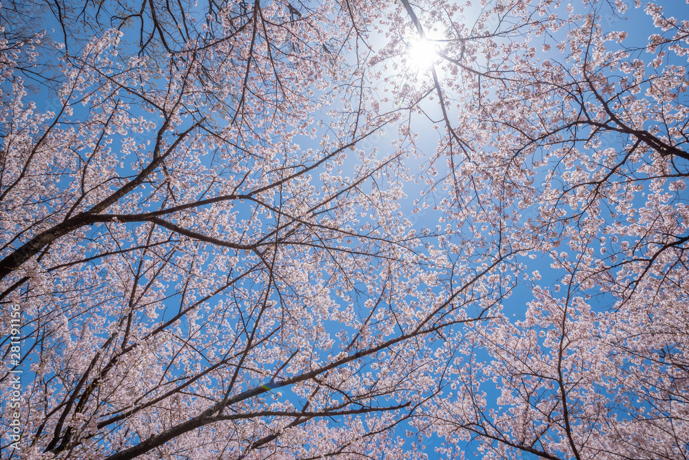 Obraz premium Beautiful of cherry blossoms in full bloom at Kobo mountain ( public park ) in Matsumoto