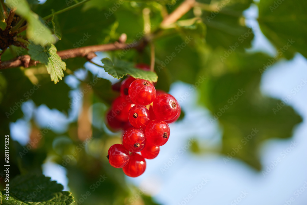 Closeup of homegrown Red currant Freshly natural red currant growing on a branch Closeup of homegrown Red currant Freshly natural red currant growing on a branch