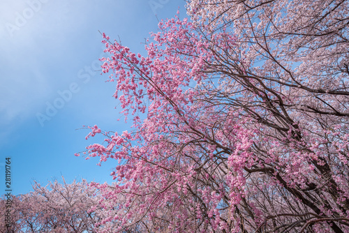 Beautiful of cherry blossoms in full bloom at Kobo mountain ( public park ) in Matsumoto photo