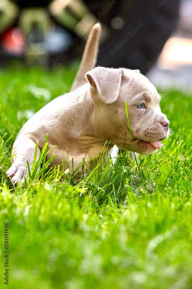 Little puppies of American bullies on the grass. First steps in life. Save space, thirst for life, the first experience.