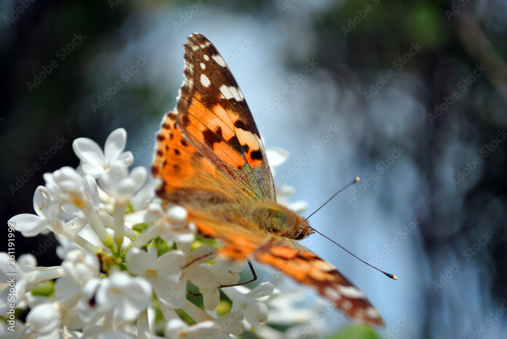 The large tortoiseshell or blackleg tortoiseshell (Nymphalis polychloros) sitting on white lilac flowers close up detail, soft blurry background The large tortoiseshell or blackleg tortoiseshell (Nymphalis polychloros) sitting on white lilac flowers close up detail, soft blurry background