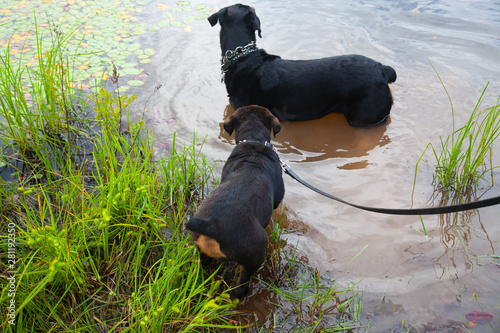 Fototapeta Naklejka Na Ścianę i Meble -  Big Brother And Little Sister - Dogs Bonding At Waters Edge