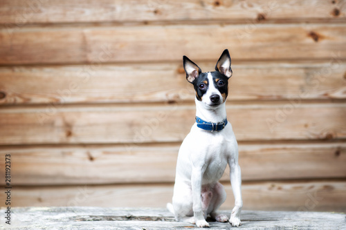 Cute little puppy sitting on a wooden bench. Copy space. Wooden background. © raland